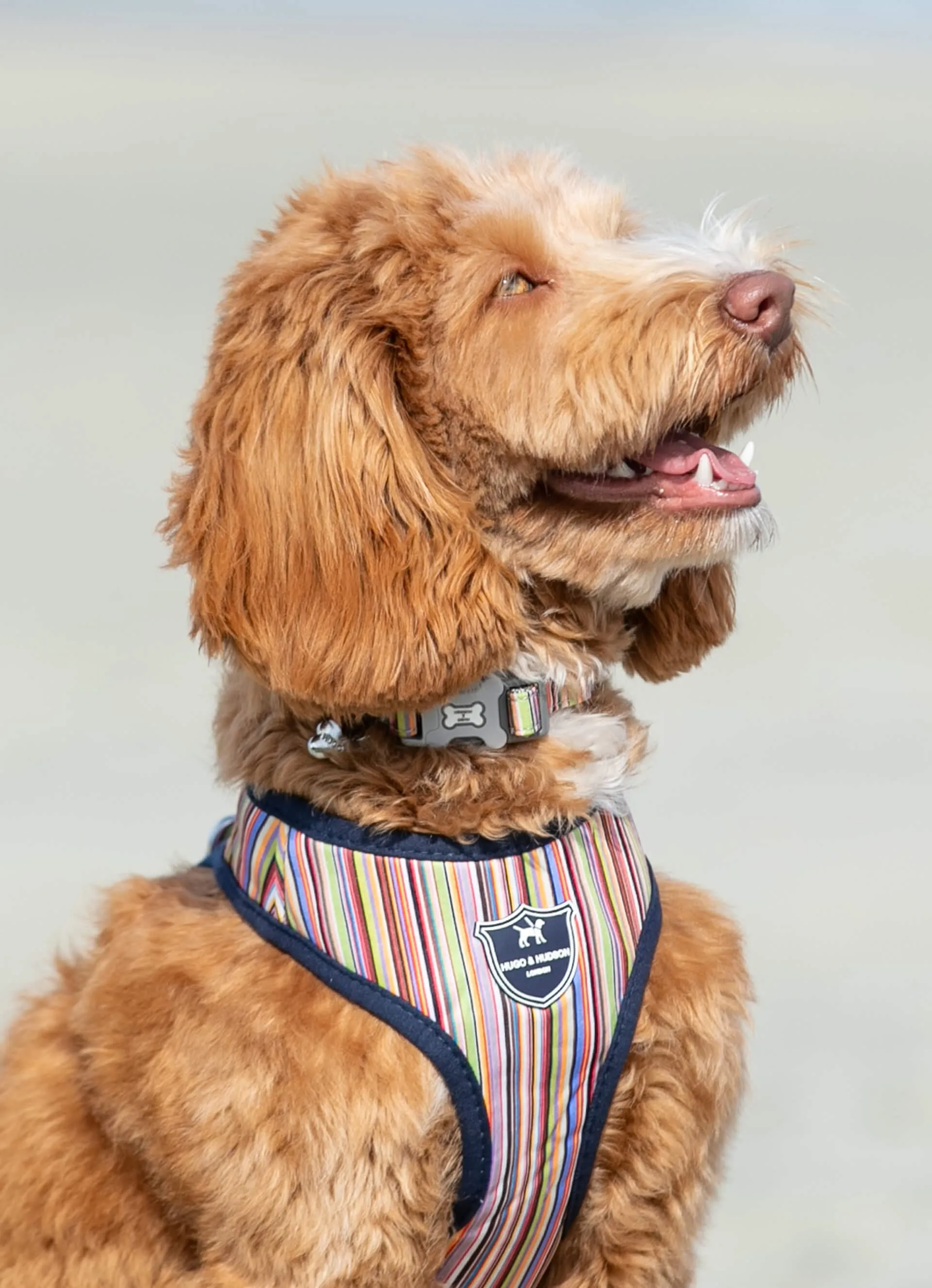 Fabric Dog Collar - Striped Multi-color