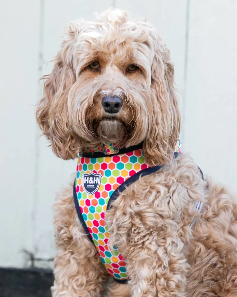 Fabric Dog Harness - Geometric Multi-color