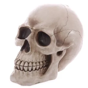 Large Lifesize Human Skull Money Box MB185